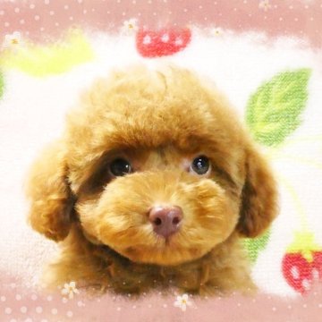 トイプードル(タイニー)【千葉県・男の子・2024年12月24日・レッド】の写真「☆タイニーサイズ予想!!☆愛嬌たっぷりまん丸お顔♪」