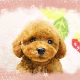 トイプードル