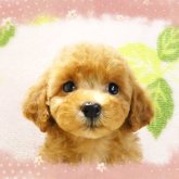 トイプードル