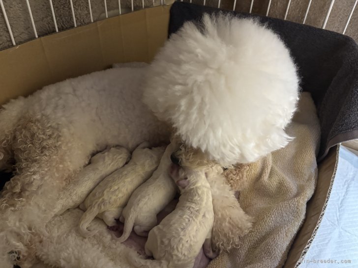 野口麻代ブリーダーのブログ：くうちゃん🐶無事出産しました♡