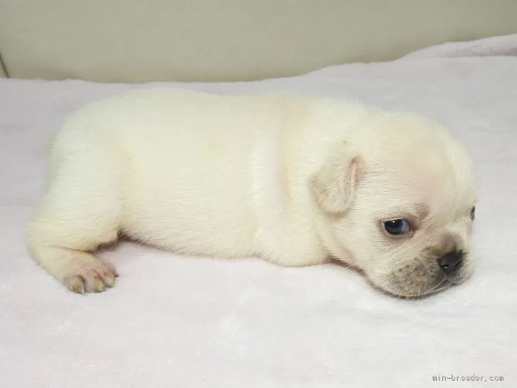 Ｕ 様のお迎えした子犬