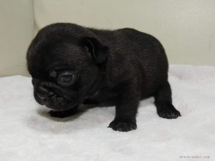 ミイ 様のお迎えした子犬