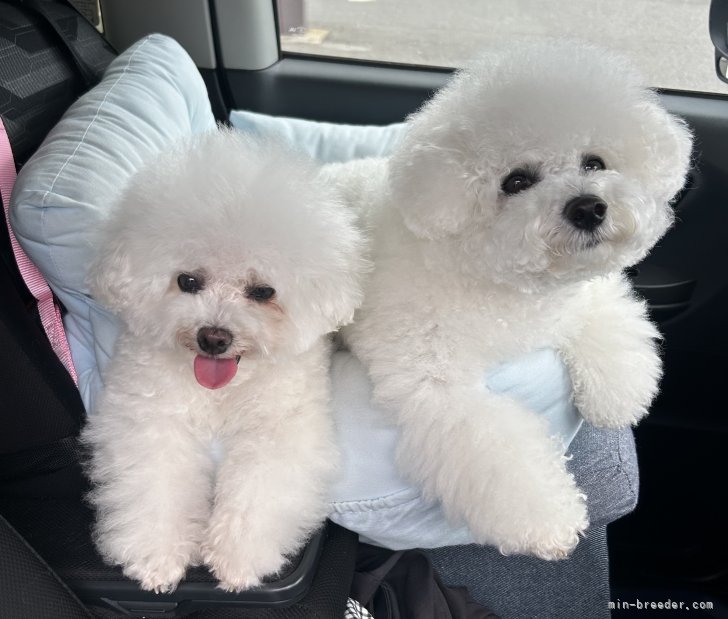 ママ犬｜三好　敬子(みよし　けいこ)ブリーダー(愛知県・ビションフリーゼなど・JKC登録)の紹介写真5