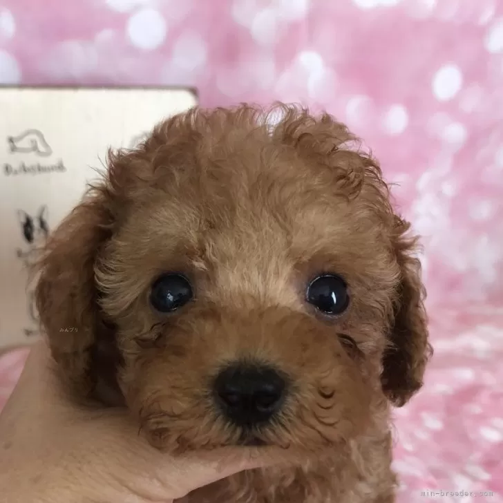 meet 様のお迎えした子犬