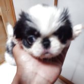 狆(チン)