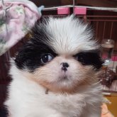 狆(チン)