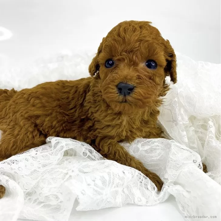 はな 様のお迎えした子犬