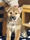 柴犬(標準サイズ)【三重県・女の子・2025年1月28日・赤毛】の写真10