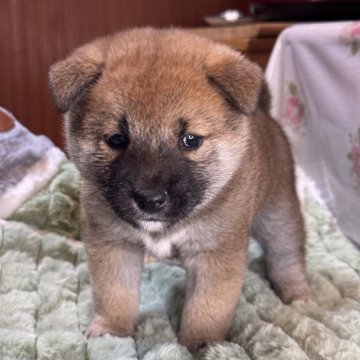 柴犬(標準サイズ)【三重県・女の子・2025年1月28日・赤毛】の写真「人懐っこいです！顔立ちもよく、大人しい子です」