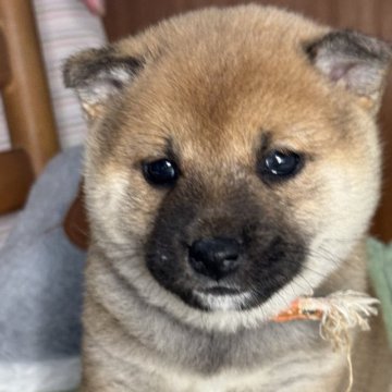 柴犬(標準サイズ)【三重県・女の子・2025年1月28日・赤毛】の写真「人懐っこい赤毛の女の子！2/17体重1.06kg！」