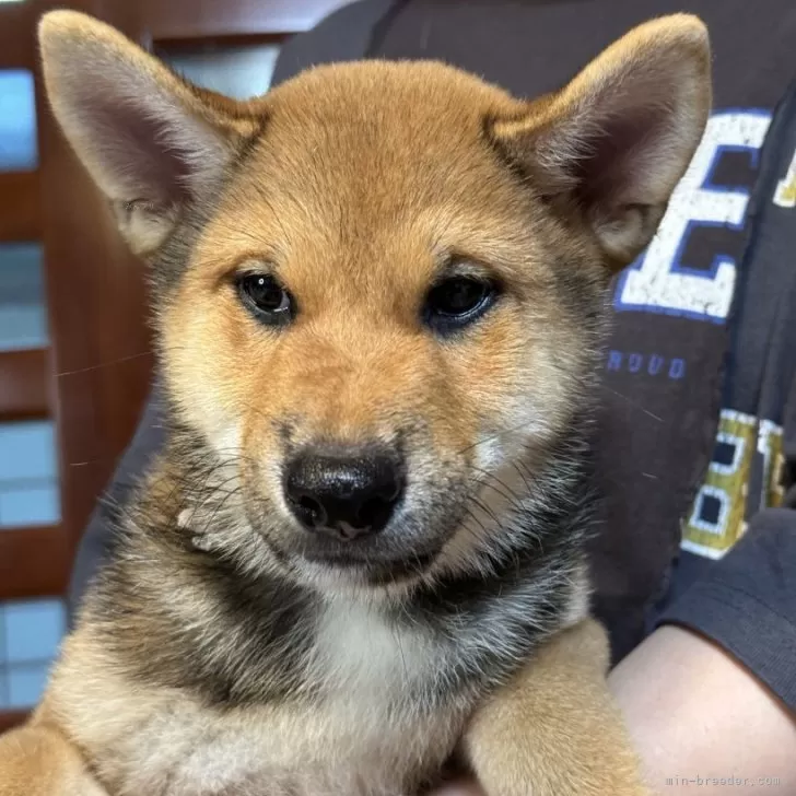 柴犬【三重県・男の子・2024年7月12日・胡麻柴】そろそろお迎え頃です！人懐っこい胡麻柴です☺️｜みんなのブリーダー（子犬ID：2408-08070）