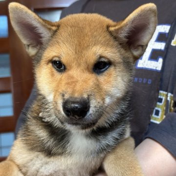 柴犬(標準サイズ)【三重県・男の子・2024年7月12日・胡麻柴】の写真「人に対して愛情深い子です！😊」