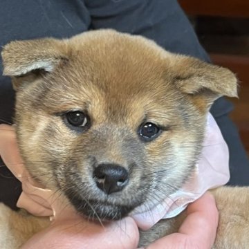 柴犬(標準サイズ)【三重県・女の子・2022年11月30日・赤】の写真「目もとの可愛い小柄な女の子！」