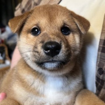 柴犬(標準サイズ)【三重県・男の子・2023年5月3日・赤】の写真「もうすぐ耳がたちそう。顔も性格も優しい子です！」