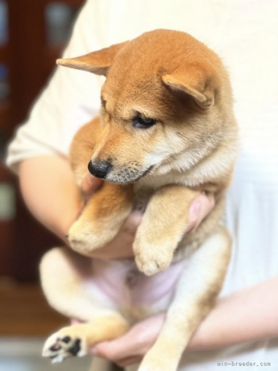 犬(*˙ᵕ˙ *) 様