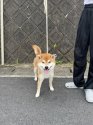 柴犬(標準サイズ)【・男の子・2018年9月15日・赤】