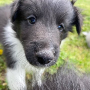 シェットランドシープドッグ【茨城県・男の子・2023年3月17日・バイブラック】の写真「希少のバイブラックです
明るくて人懐っこい可愛子」