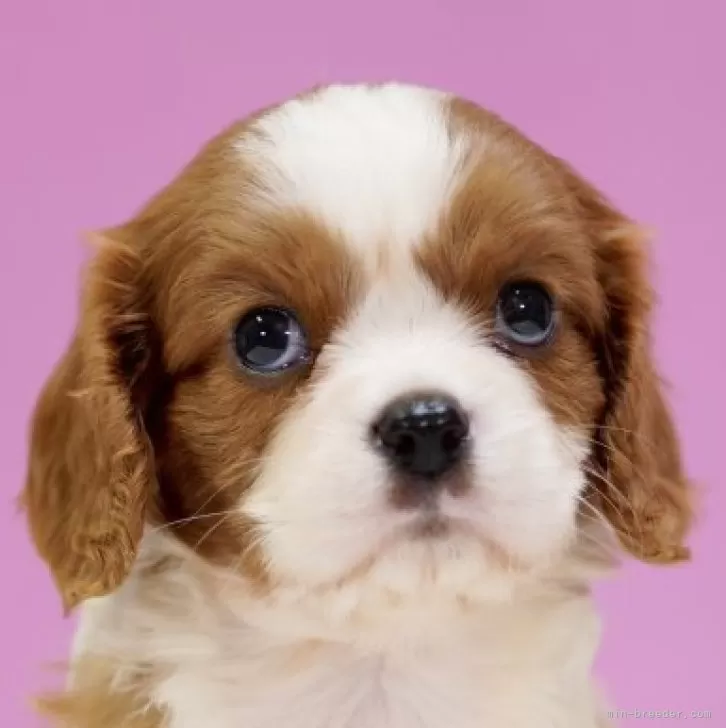 さゆ 様のお迎えした子犬