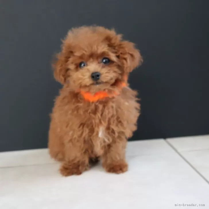 イノちゃん 様のお迎えした子犬