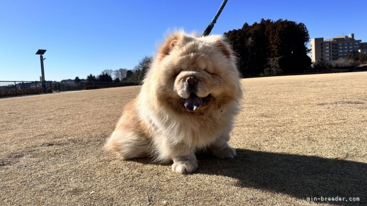 杜　継鵬(とう　けいほう)ブリーダー(茨城県・シベリアンハスキーなど・JKC/cku登録)の紹介写真2