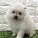 ポメラニアン