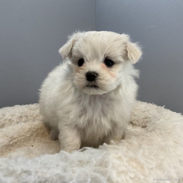 かずき 様のお迎えした子犬