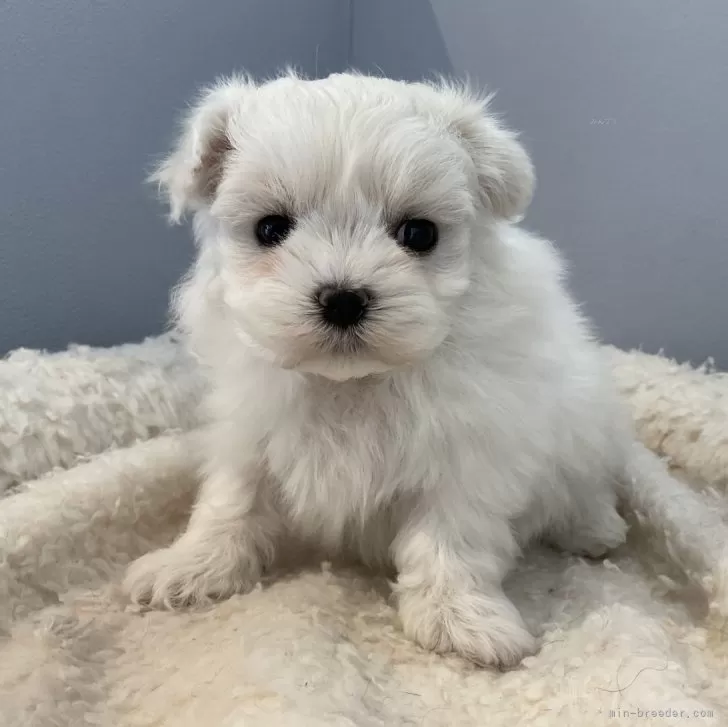 かずき 様のお迎えした子犬