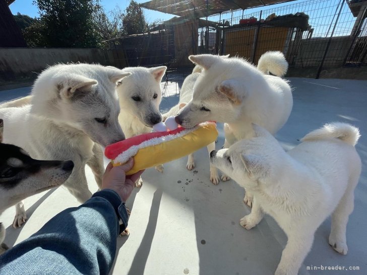 子犬も柴犬も紀州犬達と毎日みんなで遊び、社会性を学びます。｜森本　麻衣子(もりもと　まいこ)ブリーダー(三重県・紀州犬など・日本犬保存会登録)の紹介写真3