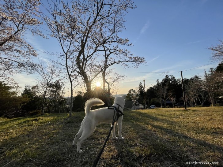 毎日通る散歩コースには夕陽が綺麗な公園があり、春には桜も咲いてとても綺麗です。｜森本　麻衣子(もりもと　まいこ)ブリーダー(三重県・紀州犬など・日本犬保存会登録)の紹介写真5