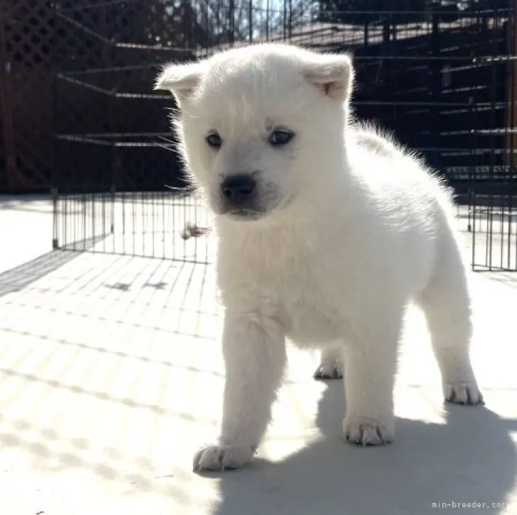 紀州犬【三重県・男の子・2022年12月31日・白】の写真1「ふわふわコロコロです♡」