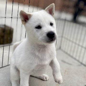 紀州犬【三重県・女の子・2024年7月7日・白】の写真「とっても可愛い紀州犬の女の子」