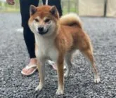 柴犬(標準サイズ)【三重県・女の子・2023年9月2日・赤】の写真4「父犬」