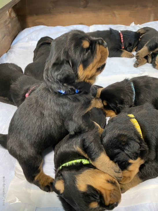 こちらは決まった子達 ロットワイラー子犬 鈴木恵介ブリーダー みんなのブリーダー