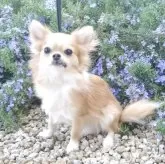 チワワ(ロング)