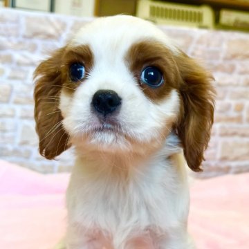 キャバリア【鹿児島県・男の子・2024年9月21日・ブレンハイム】の写真「トイレトレーニングOK👍賢い男の子💕」