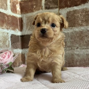 ミックス(トイプードル✖️チワワ)【鹿児島県・女の子・2023年7月20日・アプリコット】の写真「コロコロで可愛い女の子❣️」