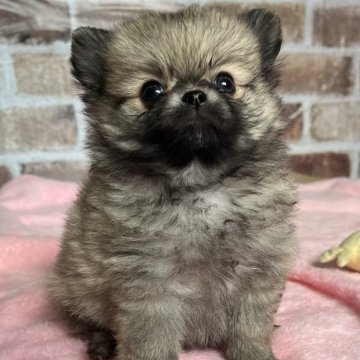 ポメチワ(ポメラニアン×チワワ)【鹿児島県・男の子・2024年3月19日・オレンジ】の写真「素敵なご家族様決まりました。ありがとうございました」