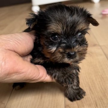 ヨークシャーテリア【鹿児島県・女の子・2023年5月4日・スチールブルー&タン】の写真「6/28、480gと極小💕クレジット決済可能😊」