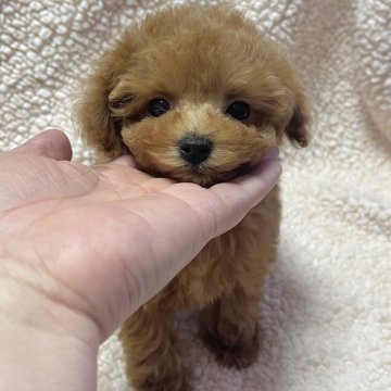 タイニープードル【山形県・男の子・2024年10月4日・レッド】の写真「とってもかわいい😍」