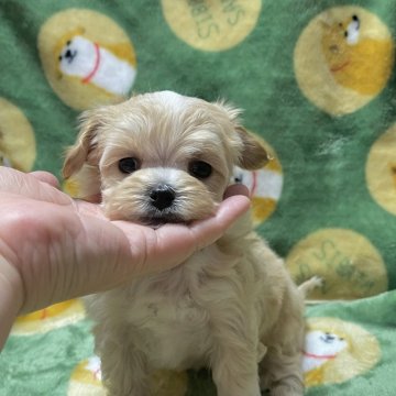 マルプー(トイプードル×マルチーズ)【山形県・男の子・2024年11月14日・アプリコット】の写真「まん丸頭とオメメ」