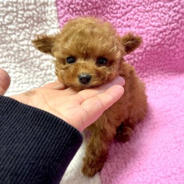 ティーカッププードル【山形県・女の子・2024年10月4日・レッド】の写真「とってもかわいい😍」