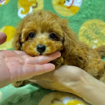 トイプードル(タイニー)【山形県・女の子・2023年8月7日・レッド】の写真「はなちゃん（仮名）」