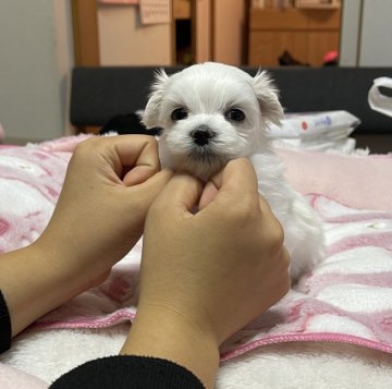 マルチーズ【山形県・男の子・2021年9月21日・ホワイト】の写真「まん丸お目目✨」