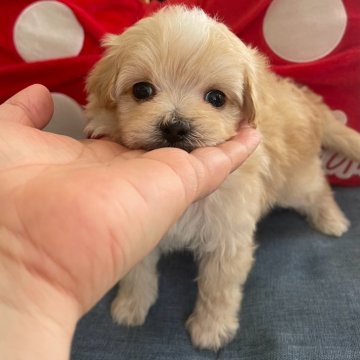 マルプー(トイプードル×マルチーズ)【山形県・男の子・2024年7月3日・クリーム】の写真「９月１日迄募集」