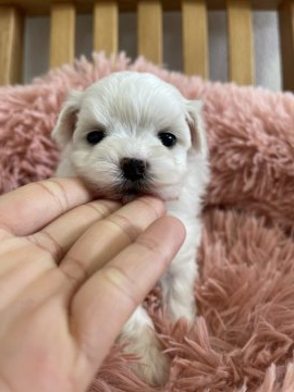 マルプー【山形県・男の子・2022年1月1日・ホワイト】の写真「雪見大福くん😍」