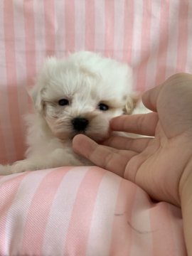 マルプー(マルチーズ×トイプードル)【山形県・男の子・2020年6月1日・ホワイト】の写真「甘えんぼう✨」