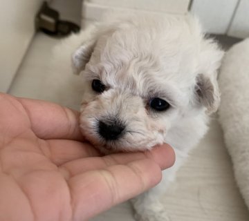 マルプー【山形県・女の子・2021年3月20日・ホワイト】の写真「パパ譲りの小さなお顔」