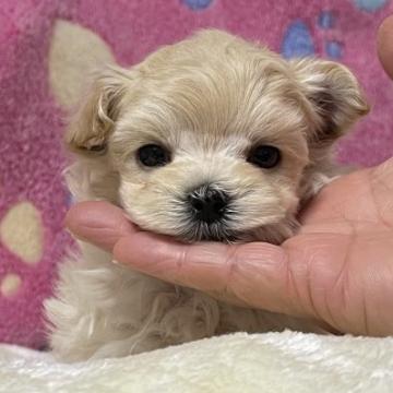 マルプー【山形県・男の子・2022年11月19日・クリーム】の写真「お顔の小さいかわいい子です🌟」