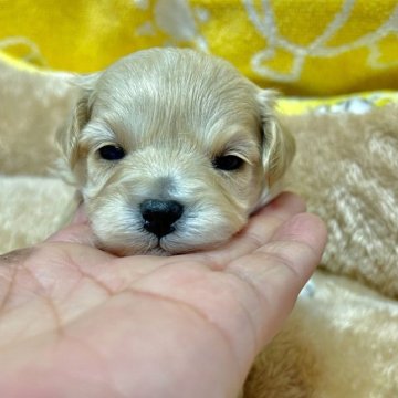 マルプー【山形県・男の子・2023年4月15日・アプリコット】の写真「目が開いたばかりです😅」