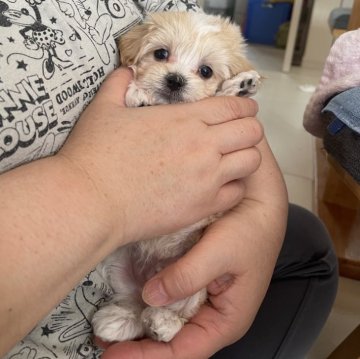 マルプー(トイプードル×マルチーズ)【山形県・男の子・2024年7月3日・クリーム】の写真「９月１日迄募集」